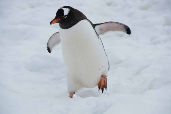Où observer les pingouins en Antarctique : croisières et saisons idéales ?